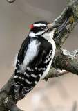 BIRD - WOODPECKER - DOWNY WOODPECKER - LINCOLN MARSH ILLINOIS (20).JPG