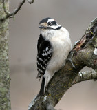 BIRD - WOODPECKER - DOWNY WOODPECKER - LINCOLN MARSH ILLINOIS (27).JPG