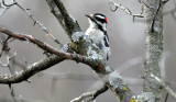 BIRD - WOODPECKER - DOWNY WOODPECKER - LINCOLN MARSH ILLINOIS (5).JPG