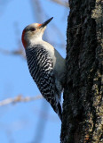 BIRD - WOODPECKER - RED-BELLIED WOODPECKER - MCDOWELL GROVE RESERVE ILLINOIS (10).jpg