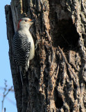 BIRD - WOODPECKER - RED-BELLIED WOODPECKER - MCDOWELL GROVE RESERVE ILLINOIS (6).JPG