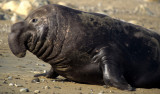 PINNIPED - SEAL - NORTHERN ELEPHANT - POINT REYES DRAKES BAY GROUP aa (3).jpg
