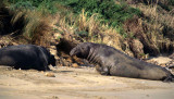 PINNIPED - SEAL - NORTHERN ELEPHANT SEAL - POINT REYES DRAKES BAY GROUP (9).jpg