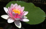 NYMPHACEAE - NYMPHAEA SPECIES - WATER LILY - HIROSHIMA PEACE PARK JAPAN (4).JPG