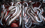 TOKYO - TSUKIJI FISH MARKET - 2004.jpg