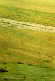 ALASKA - DENALI - CARIBOU TRAILS.jpg