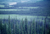 ALASKA - TETSLIN NWR - TAIGA.jpg