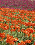 WASHINGTON - MOUNT VERNON TULIP FESTIVAL E.jpg