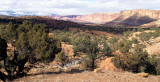 UTAH - CAPITOL REEF NP JUNIPER WOODLAND.jpg