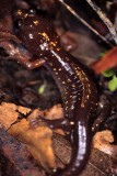AMPHIBIAN - PACIFIC SALAMANDER - POINT REYES B (3).jpg