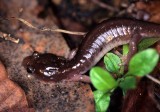AMPHIBIAN - PACIFIC SALAMANDER - POINT REYES SAMUEL P TAYLOR SP (3).jpg