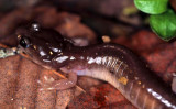 AMPHIBIAN - PACIFIC SALAMANDER - POINT REYES SAMUEL P TAYLOR SP (5).jpg