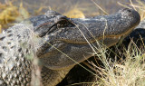 REPTILE - AMERICAN ALLIGATOR - ARANSAS TEX (10).jpg