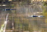 REPTILE - AMERICAN ALLIGATOR - ARANSAS TEX (18).jpg