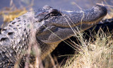 REPTILE - AMERICAN ALLIGATOR - ARANSAS TEXAS A.jpg