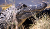 REPTILE - AMERICAN ALLIGATOR - ARANSAS TEXAS B.jpg