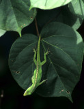 REPTILE - ANOLE LIZARD - HAWAII.jpg