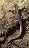 REPTILE - DESERT IGUANA - DEATH VALLEY - AMARGOSA A (3).jpg