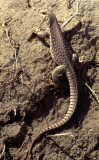REPTILE - DESERT IGUANA - DEATH VALLEY.jpg