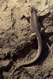 REPTILE - DESERT IGUANA - DIPSOSAURUS DORSALIS.jpg