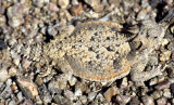 REPTILE - HORNED LIZARD - DEATHVALLEY B (2).jpg