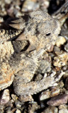 REPTILE - HORNED LIZARD - DEATHVALLEY B (3).jpg