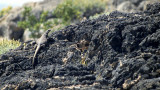 REPTILE - LIZARD - CHUCKWALLA - DEATH VALLEY - AMARGOSA A (2).jpg