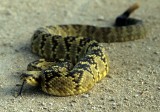 REPTILE - SNAKE - BLACK TAILED - ARIZONA A (2).jpg