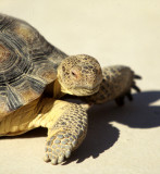 REPTILE - TORTOISE - DESERT - DEATH VALLEY F.jpg