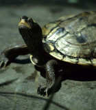 REPTILE - TURTLE - WESTERN POND TURTLE - CA.jpg