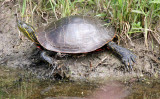 REPTILE - TURTLE - WESTERN POND TURTLE - RIDGEFIELD NWR WA (2).JPG