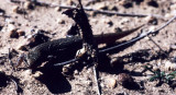 REPTILE - XANTUSIA VIGILLIS - DESERT NIGHT SHADE LIZARD - JOSHUA TREE A.jpg