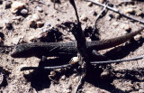 REPTILE - XANTUSIA VIGILLIS - DESERT NIGHT SHADE LIZARD - JOSHUA TREE.jpg