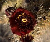ANZA BORREGO - CACTACEAE - OPUNTIA ECHINOCARPUS - SILVER CHOLLA.jpg