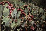 ANZA BORREGO - CACTACEAE - OPUNTIA PHAEACANTHA - PRICKLY PEAR CACTUS.jpg