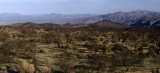 ANZA BORREGO - CREOSOTE COMMUNITY.jpg