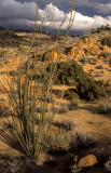 ANZA BORREGO - FOUQUIREACEAE - FOUQUIERIA SPENDENS - OCOTILLO A.jpg