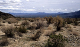 ANZA BORREGO - LEGUMINOSEAE - PAROSELA SPINOSA - SMOKE TREE IN TRANSITION ZONE - MOJOVE AND COLORADO DESERT.jpg