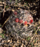 ANZA BORREGO - MAMMILLARIA MICROCARPA - PINCUSHION CACTUS.jpg