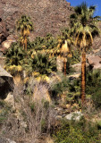 ANZA BORREGO - PALMACEAE - WASHINGTONIA FELIFERA - WASHINGTONIA PALM OASIS B.jpg