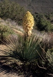 ANZA BORREGO - YUCCA SCHIDIGERA - MOJAVE YUCCA.jpg