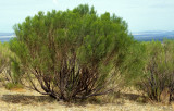 ARIZONA - MADERA CANYON - BACCHARIS SAROTHROIDES - DESERT BROOM B.jpg