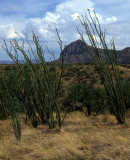 ARIZONA - MADERA CANYON - OCOTILLO WOODLAND.jpg