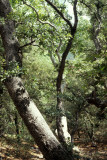ARIZONA - MADERA CANYON - QUERCUS SPECIES.jpg