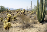 ARIZONA - ORGAN PIPES NP - OPUNTIA BIGLOVEII WITH ORGAN PIPE CACTUS - STENOCEREUS THURBERI.jpg