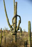 ARIZONA - SAGUARO CACTUS - CARNEGIEA GIGANTEA FOREST - SAGUARO NP A.jpg