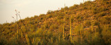 ARIZONA - SAGUARO CACTUS - CARNEGIEA GIGANTEA FOREST - SAGUARO NP R.jpg