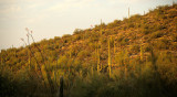 ARIZONA - SAGUARO CACTUS - CARNEGIEA GIGANTEA FOREST - SAGUARO NP.jpg