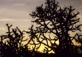 JOSHUA TREE - SUNSET THROUGH PENCIL CHOLLA.jpg