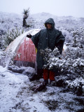 JOSHUA TREE IN SNOW A.jpg